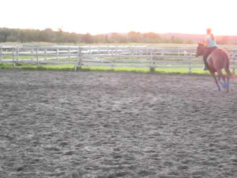 On se remet au saut... avec Heidi, jument de performance western!