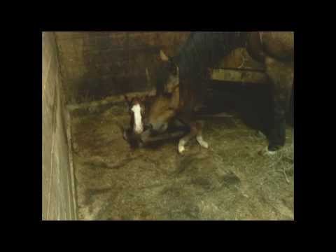 15 minutes après la naissance d'un poulin (J'avais oublié que j'avais mon apareille photo, j'ai pas filmer pendant la...
