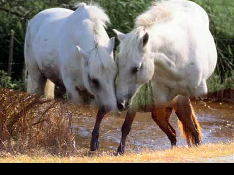 la chanson elle explique comment je me sent avec les chevaux ! je ressans ... la libert&eacute;