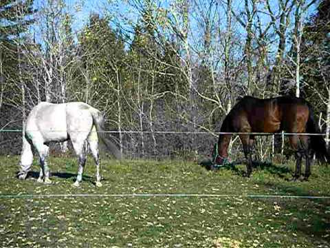 Mon cheval Motion ( Le Bai ) et miss le poney a ma soeur qui s'amuse dans le padock :)