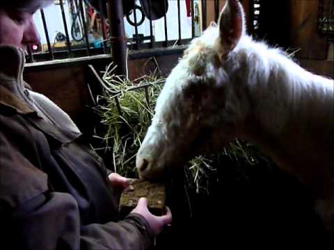Viking, un cheval de fer vidéo montrant les amélioration de vicking bravo encore a sonya et sa mère pour tout se que...