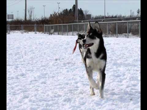 La famille, 4 chiens, 2 chevaux, 1 mari. C'est un peu long (6 min) mais c'est tr&egrave;s beau.