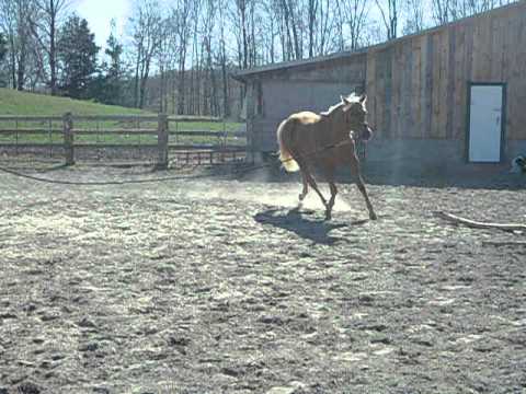 Abby au galop sur la longe et changements de directions :)   (Je ne la fait pas beaucoup galoper comme &ccedil;a d'habitude....