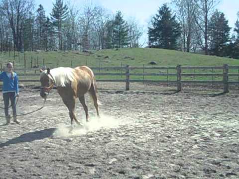 Abby &agrave; la longe au trot. Super attitude.