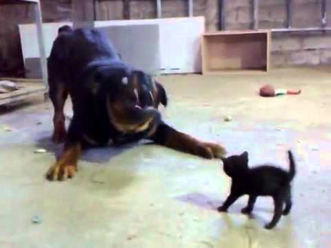 Brave chaton &deg;.&deg;