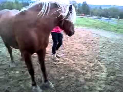 Pénélope est une haflinger qui a du foin a volonter et qui ne bouge pas vraiment appart quelle marche dans le clos ! 2...