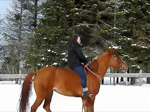 Essaie en cordelette! Elle apprend super vite, elle a m&ecirc;me apprit &agrave; c&egrave;der! En seulement 30 minutes &agrave; vie! On garde...