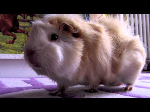 Petite vid&eacute;o d'Anniversaire pour les 7 ans de Vanille