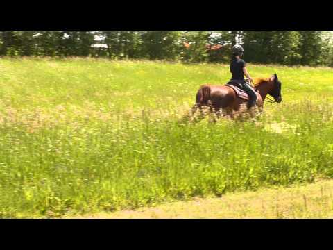Galop avec Cowgirl dans les hautes herbes ! :) Ahah désolée pour la fin, Buster voulait nous suivre ! XD