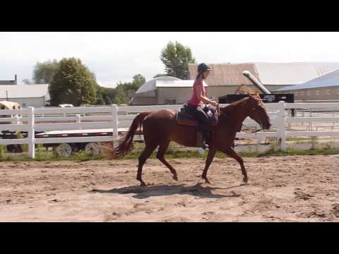 Une s&eacute;quence au trot enlev&eacute;. En cercle, elle est un peu moins rapide.. M&ecirc;me monte que mes 2 pr&eacute;c&eacute;dents vid&eacute;os.