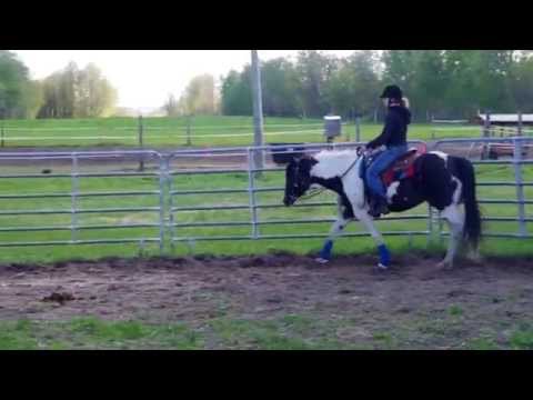 Les progr&egrave;s de ma pouliche Myska depuis d&eacute;but 2014!