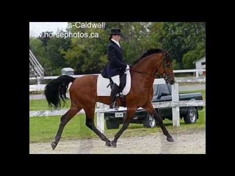 J'ai trouv&eacute; ce montage photos de chevaux Canadien sur Youtube! Mon cheval si retrouve en plus! C'est g&eacute;nial!