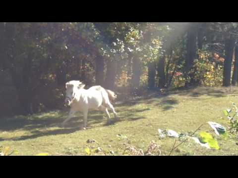 ca cour vite un poney/mini