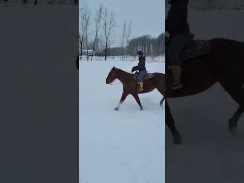 Petit galop dans la neige !