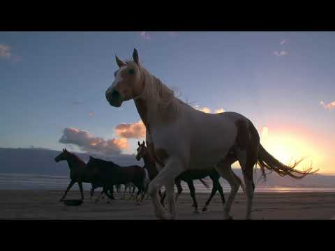 horses running at liberty on beach