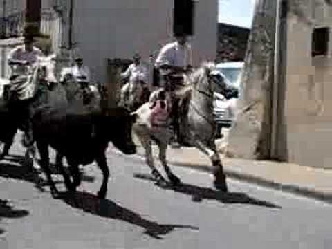 aaa la Camargue... avec les toros et les chevaux...