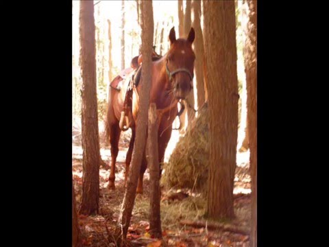 Une vid&eacute;o que j'ai fais sur mon cheval, laissez des commentaires svp sa &eacute;t&eacute; long a faire!
