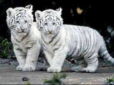 bébé tigres! sont tros cute!Dite non au: BRACOGES!!!! DITE SIMPLEMENT NON! malheureusement en train de partir pour tjs:(
