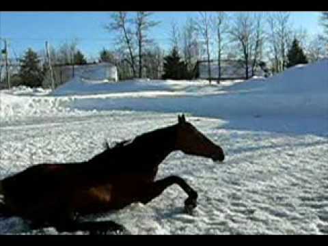 &Agrave; la demande g&eacute;n&eacute;rale, LA vid&eacute;o de mon cheval qui tombe sur le derri&egrave;re &agrave; cause qu'il a pris du gros gin lol bien non...