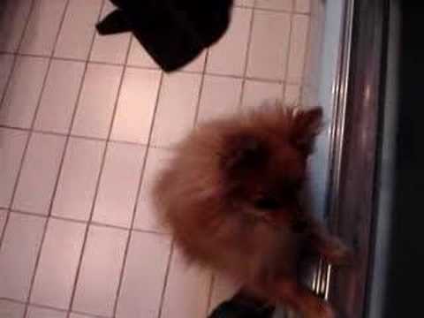 mon chien veut prendre son bain