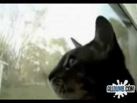 chat qui chante