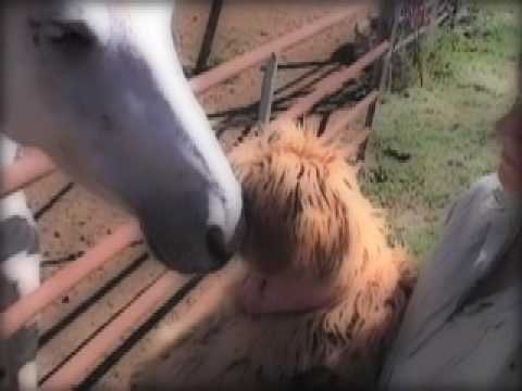 chien et chevaux - mabel and baron
