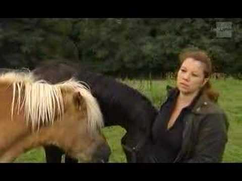 Joli reportage, les chevaux ont l'air desormais heureux, j'aimerais beaucoup faire partie d'une association comme...