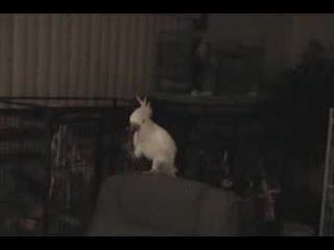 Perroquet qui danse sur les backstreet boys... c'est vraiment trop dr&ocirc;le ! XD