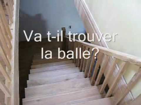 Mon chat qui rapporte la balle!