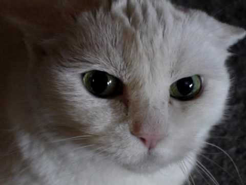 Un chat pas très sympatique !