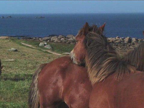 Portrait du cheval Breton (extrait)