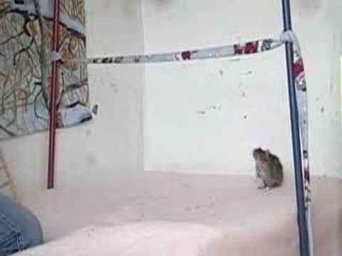 Mon rat qui saute un obstacle lol ! Sa fait un petit boute mais c'est pas grave c'est toujours drôle a voir XD