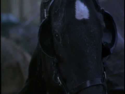 Black Beauty, Le Film.