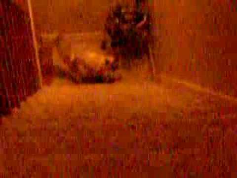 ma chatte qui joue avec une paire de chaussettes =)