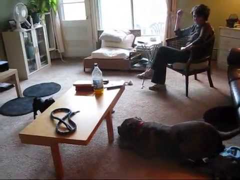 Th&eacute;o et mon chien Bob... Video hommage pour le propri&eacute;taire de Th&eacute;o.