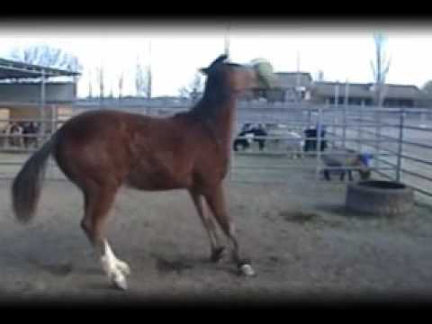Animal rescue, sanctuary and adoption